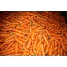 Высокое качество Китай морковь свежая по 10 кг в коробке